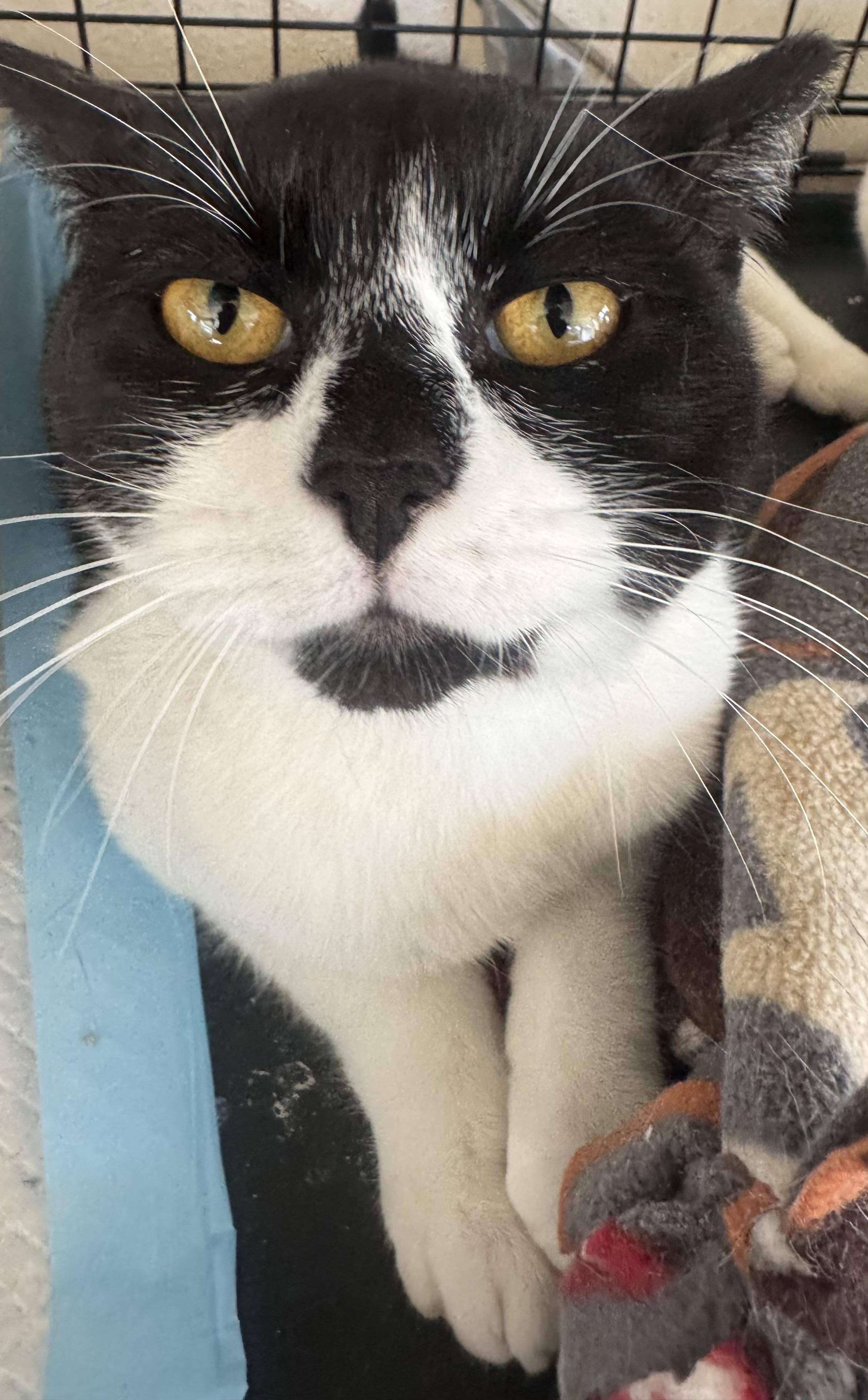 Layla — thumbnail 3