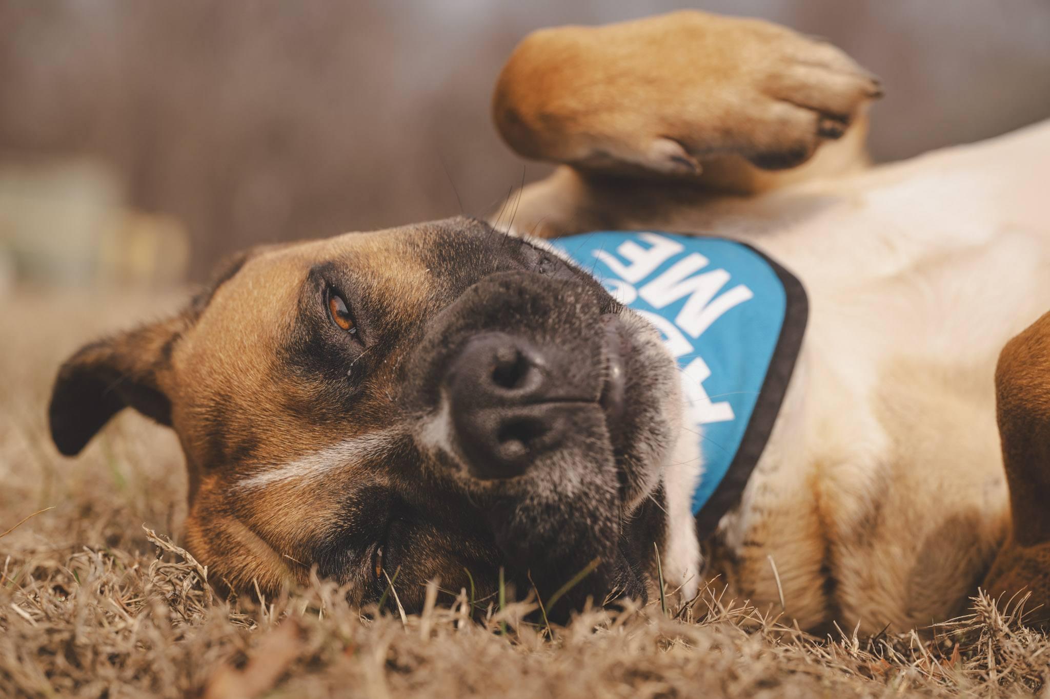 Enlarge Hercules!, a ADOPTABLE mixed breed in Amherst, VA image 2/6