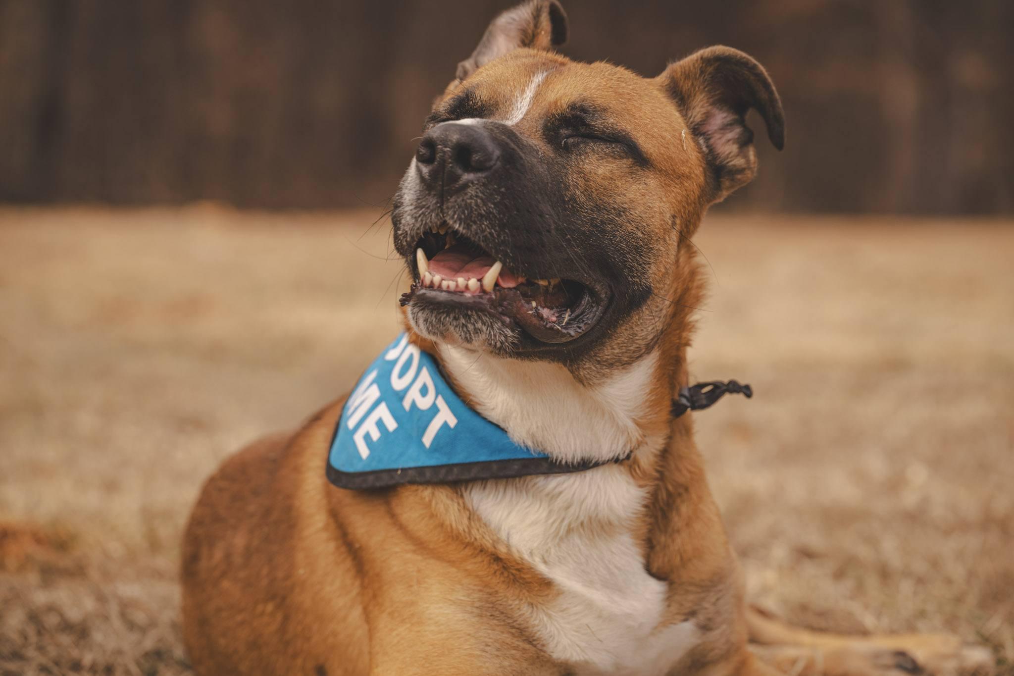 Enlarge Hercules!, a ADOPTABLE mixed breed in Amherst, VA image 4/6