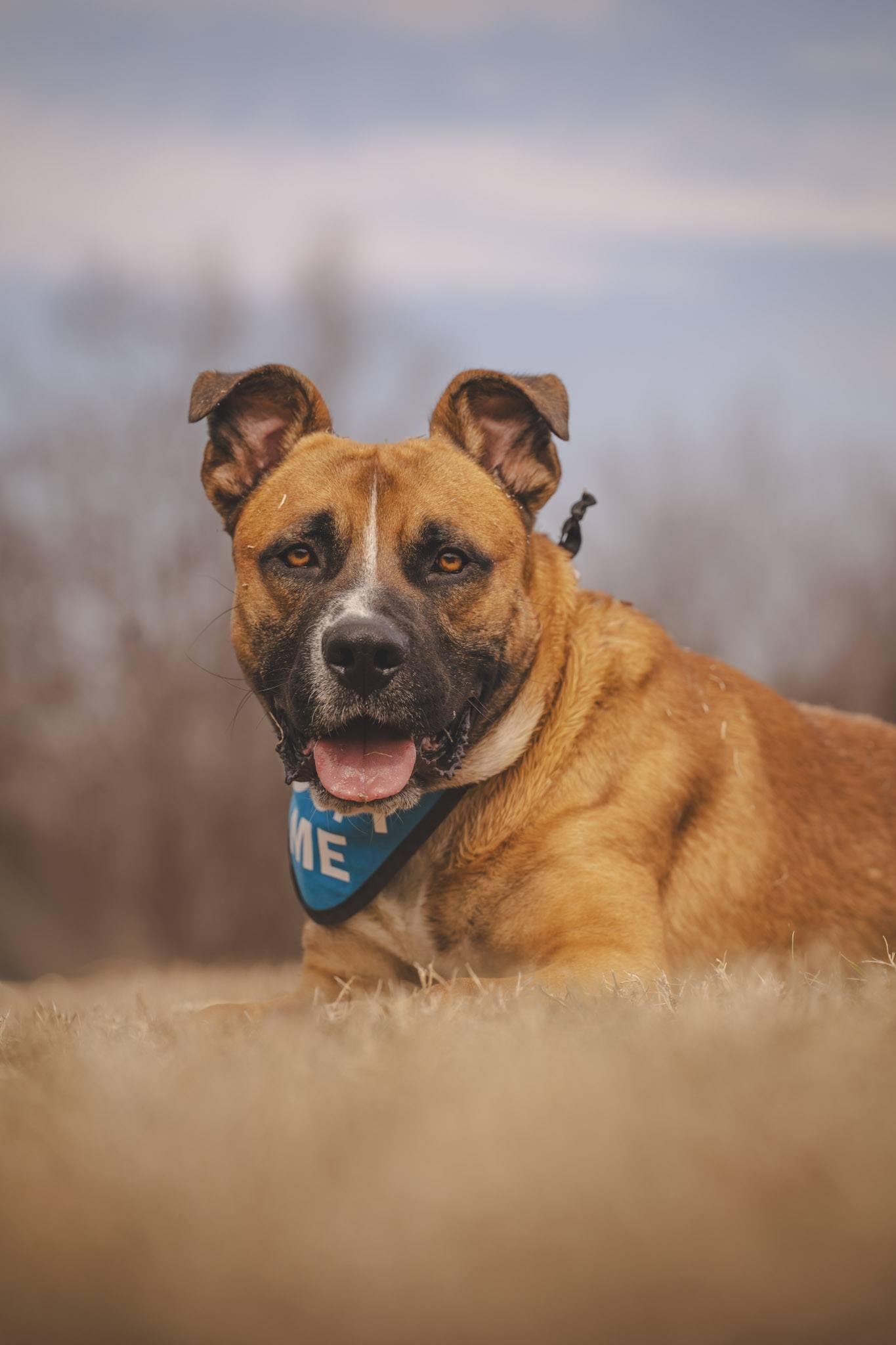 Enlarge Hercules!, a ADOPTABLE mixed breed in Amherst, VA image 1/6