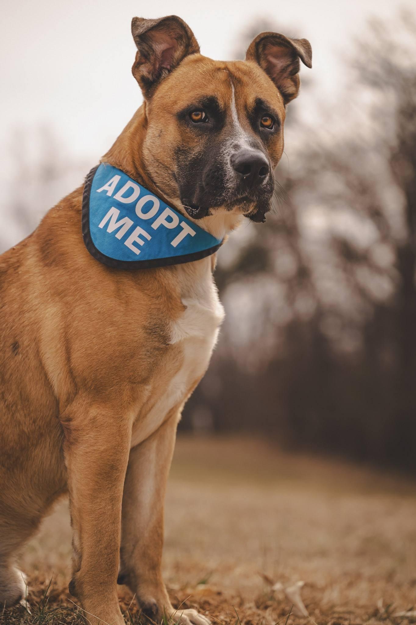 Enlarge Hercules!, a ADOPTABLE mixed breed in Amherst, VA image 6/6