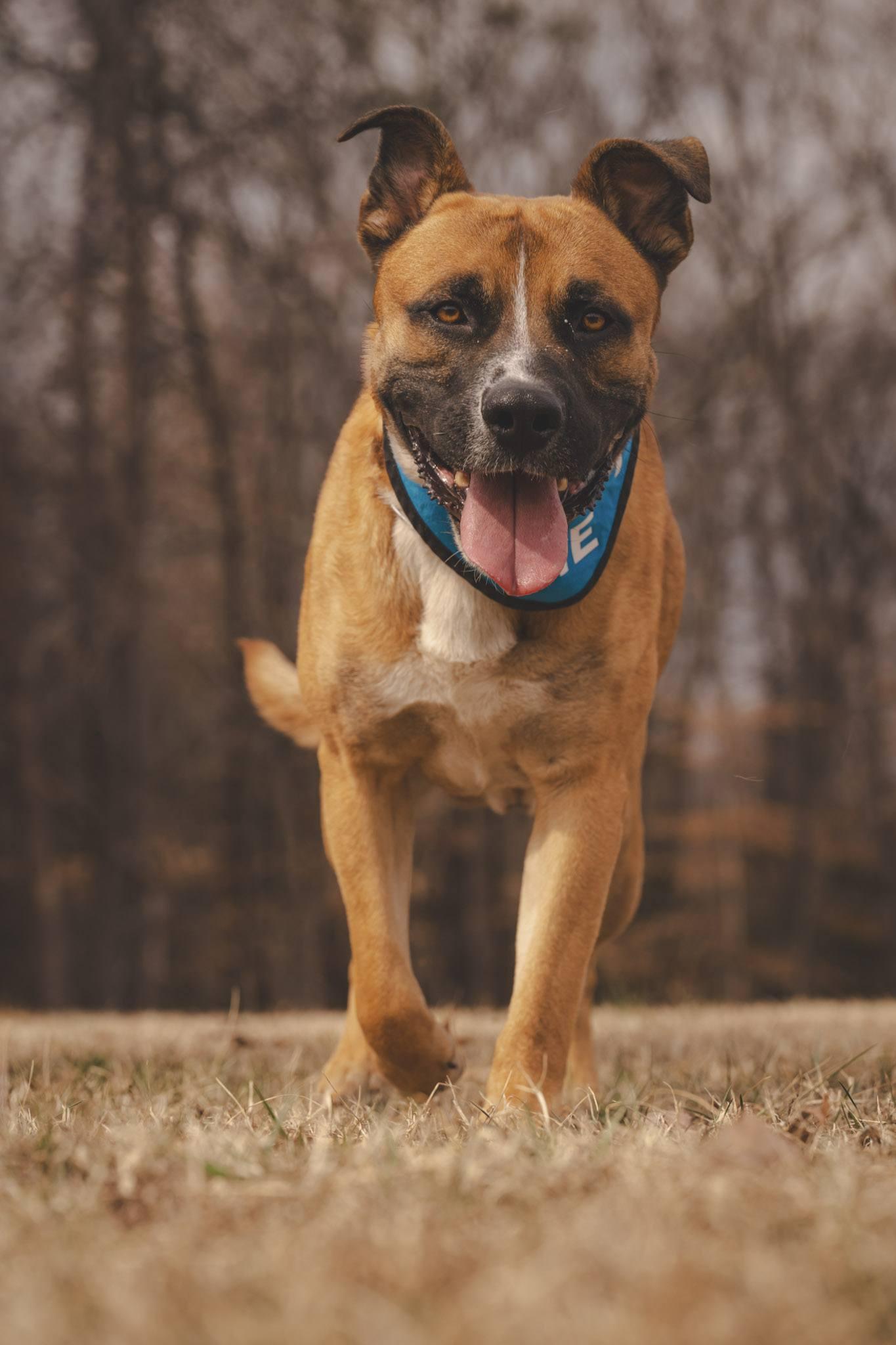 Enlarge Hercules!, a ADOPTABLE mixed breed in Amherst, VA image 3/6