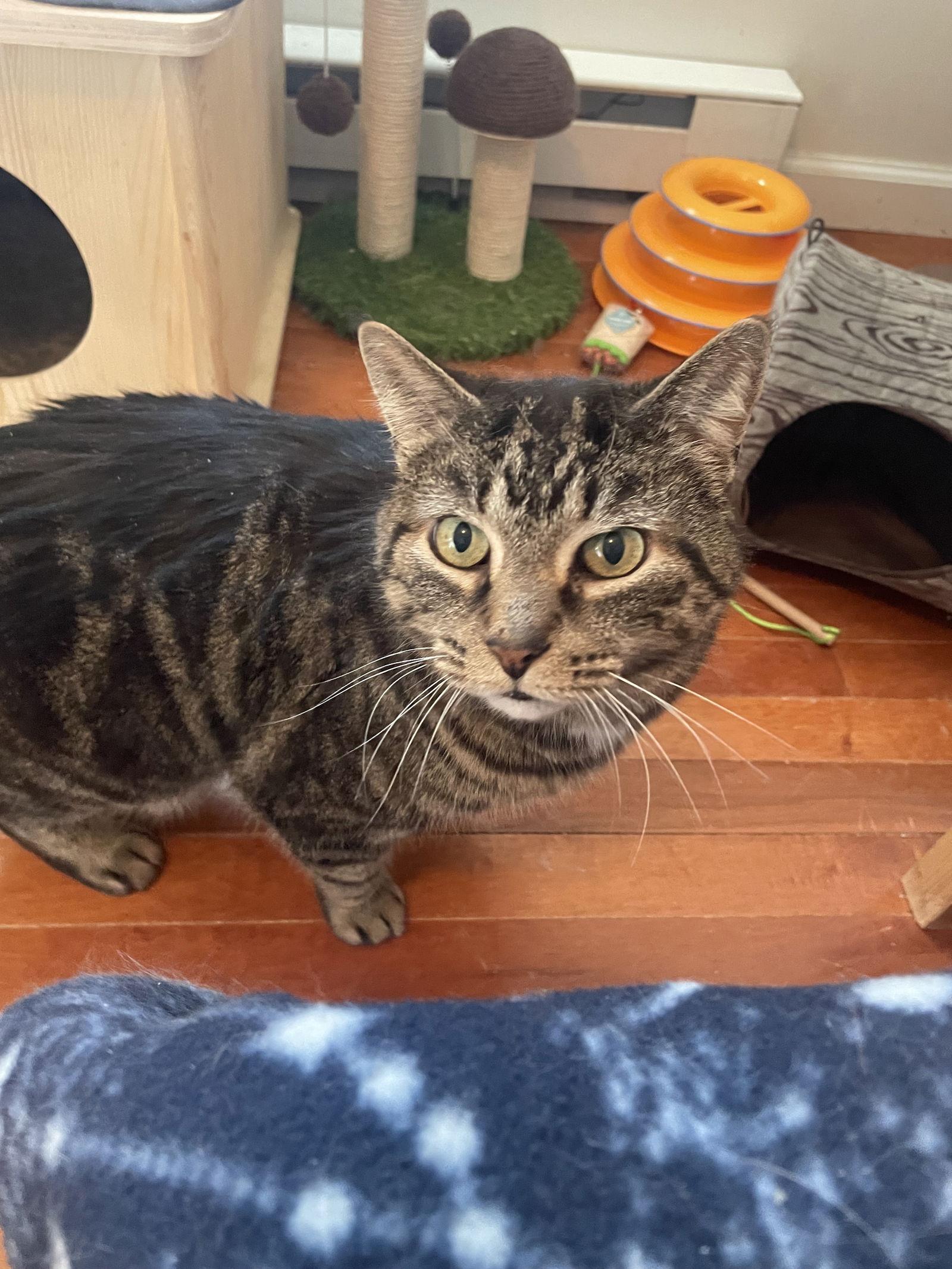 Chirpy, a Adoptable Domestic Short Hair in Stewartsville, NJ image 1/3