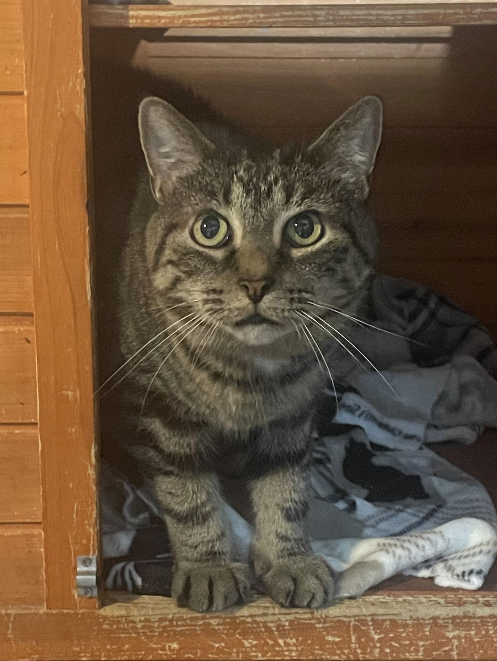 Chirpy, a Adoptable Domestic Short Hair in Stewartsville, NJ image 2/3