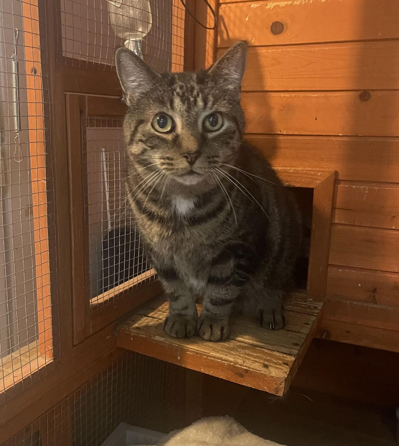 Chirpy, a Adoptable Domestic Short Hair in Stewartsville, NJ image 3/3