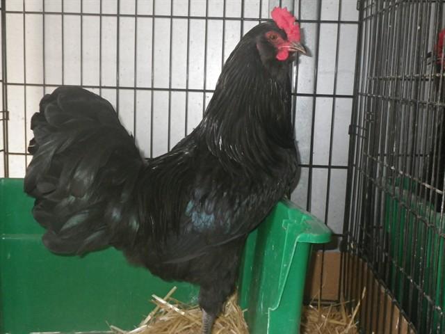 BIRD PITT, Adoptable, Adult Male Chicken.