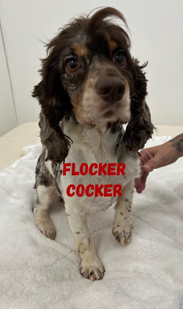 Enlarge Flocker Cocker, a Adoptable Cocker Spaniel in Jacksonville, IL image 1/2