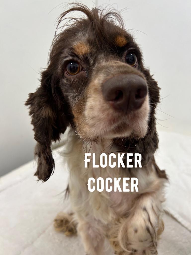 Enlarge Flocker Cocker, a Adoptable Cocker Spaniel in Jacksonville, IL image 2/2