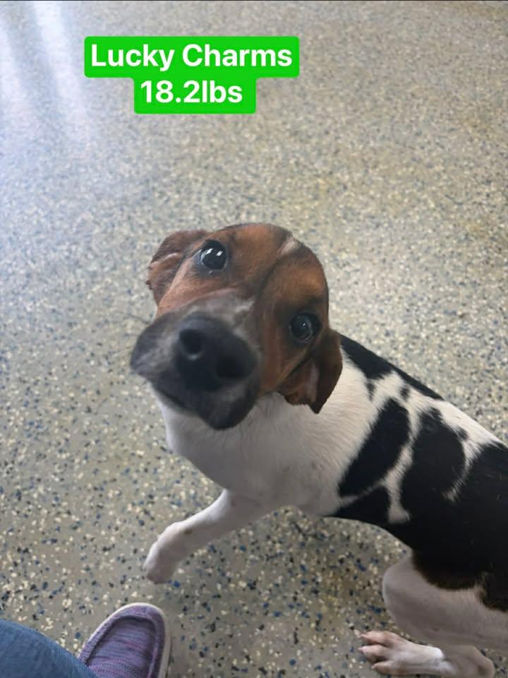 The Cereal Isle boys, a ADOPTABLE Beagle in Brownstown, IN image 6/6