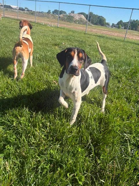 The Cereal Isle boys, ADOPTABLE, Adult Male Beagle.
