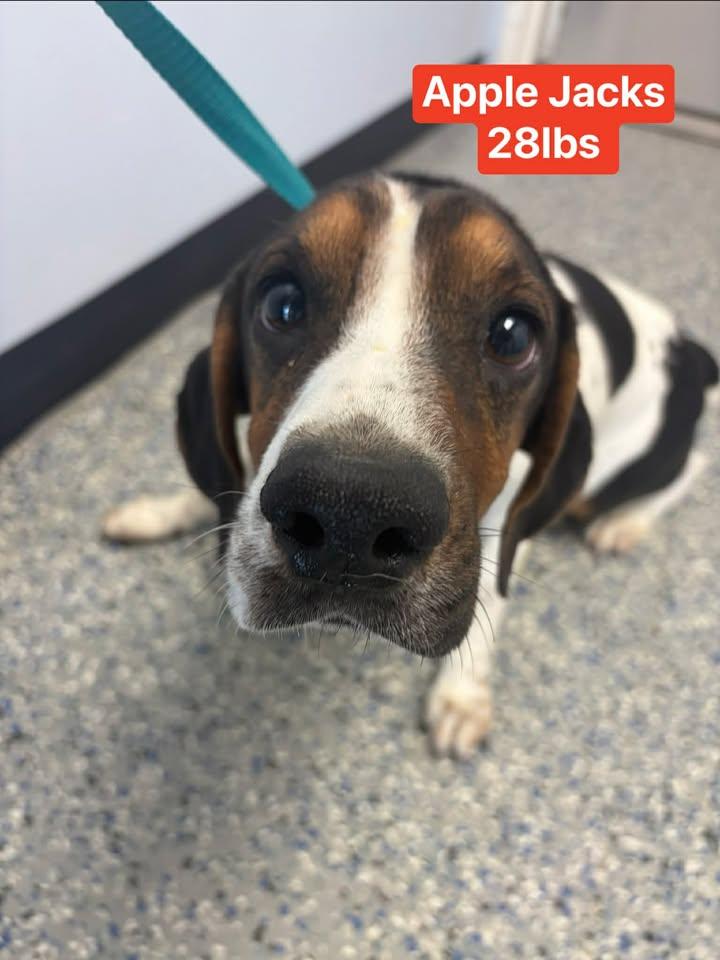 The Cereal Isle boys, a ADOPTABLE Beagle in Brownstown, IN image 3/6