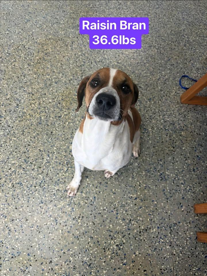 The Cereal Isle boys, a ADOPTABLE Beagle in Brownstown, IN image 4/6