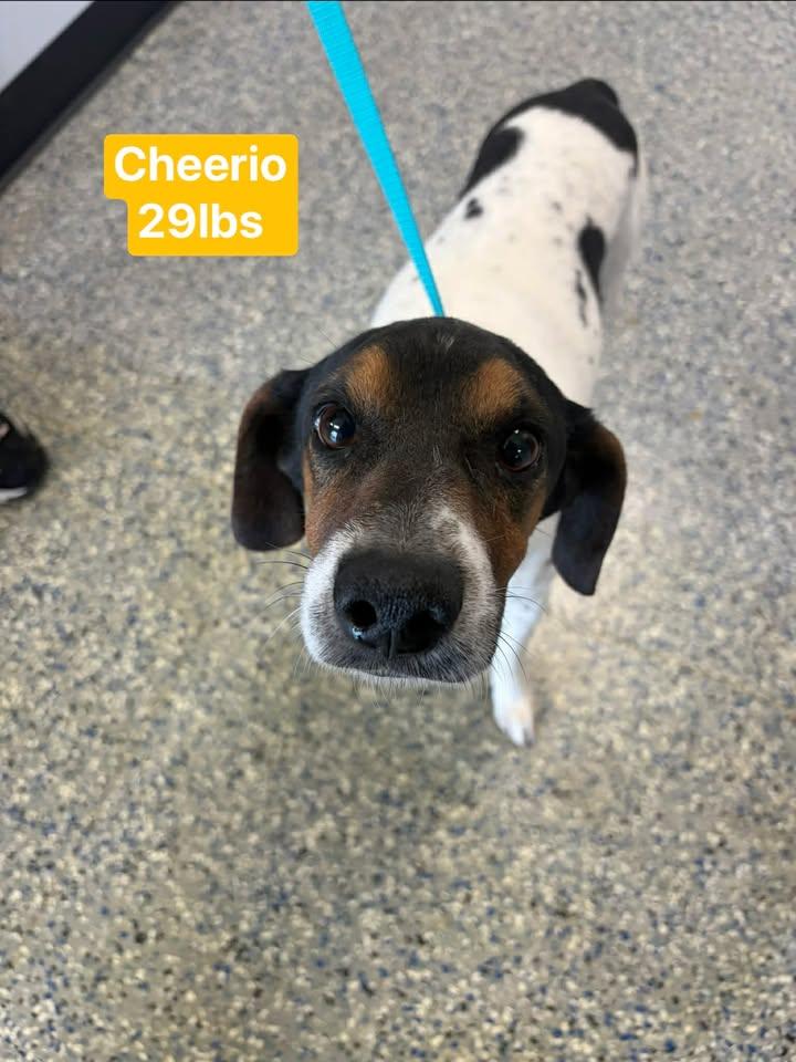 The Cereal Isle boys, a ADOPTABLE Beagle in Brownstown, IN image 5/6