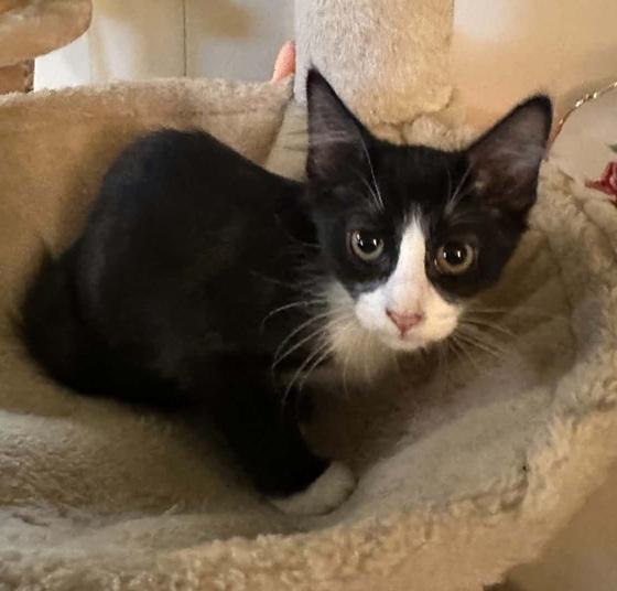 Enlarge Sophie, a ADOPTABLE Domestic Medium Hair in Waxahachie, TX image 2/2