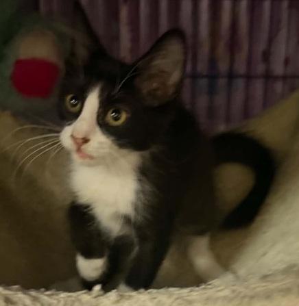 Sophie, ADOPTABLE, Kitten Female Domestic Medium Hair.
