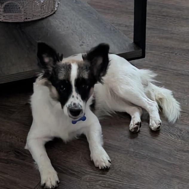 Enlarge Thora, a Adoptable mixed breed in Chelmsford, MA image 2/4