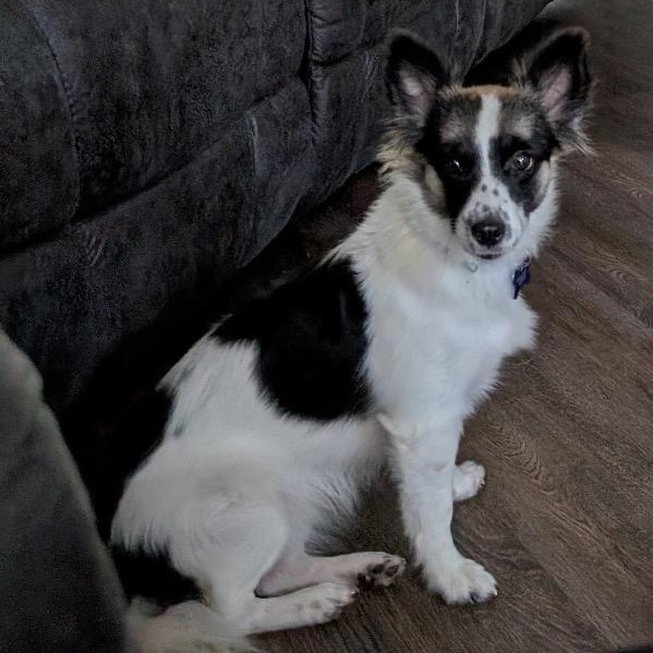 Enlarge Thora, a Adoptable mixed breed in Chelmsford, MA image 1/4