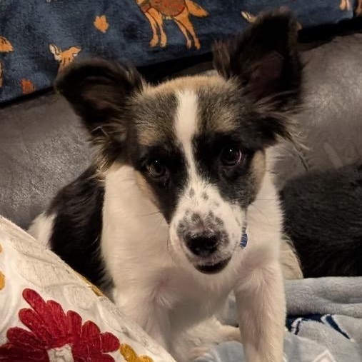 Enlarge Thora, a Adoptable mixed breed in Chelmsford, MA image 3/4