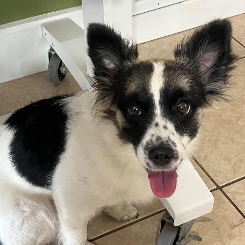 Enlarge Thora, a Adoptable mixed breed in Chelmsford, MA image 4/4