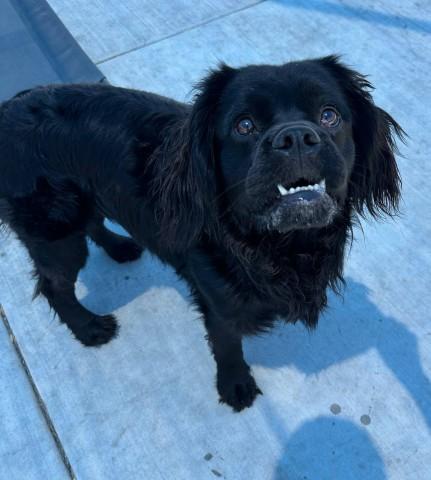 RICKY, Adoptable, Adult Male Clumber Spaniel.