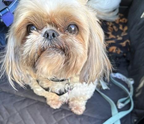 Emma, Adoptable, Senior Female Shih Tzu.