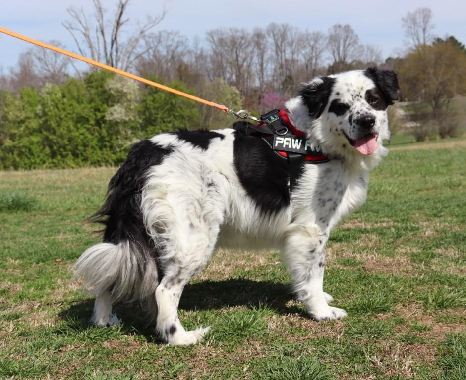 Enlarge Luka, a ADOPTABLE mixed breed in Windsor, CT image 5/6