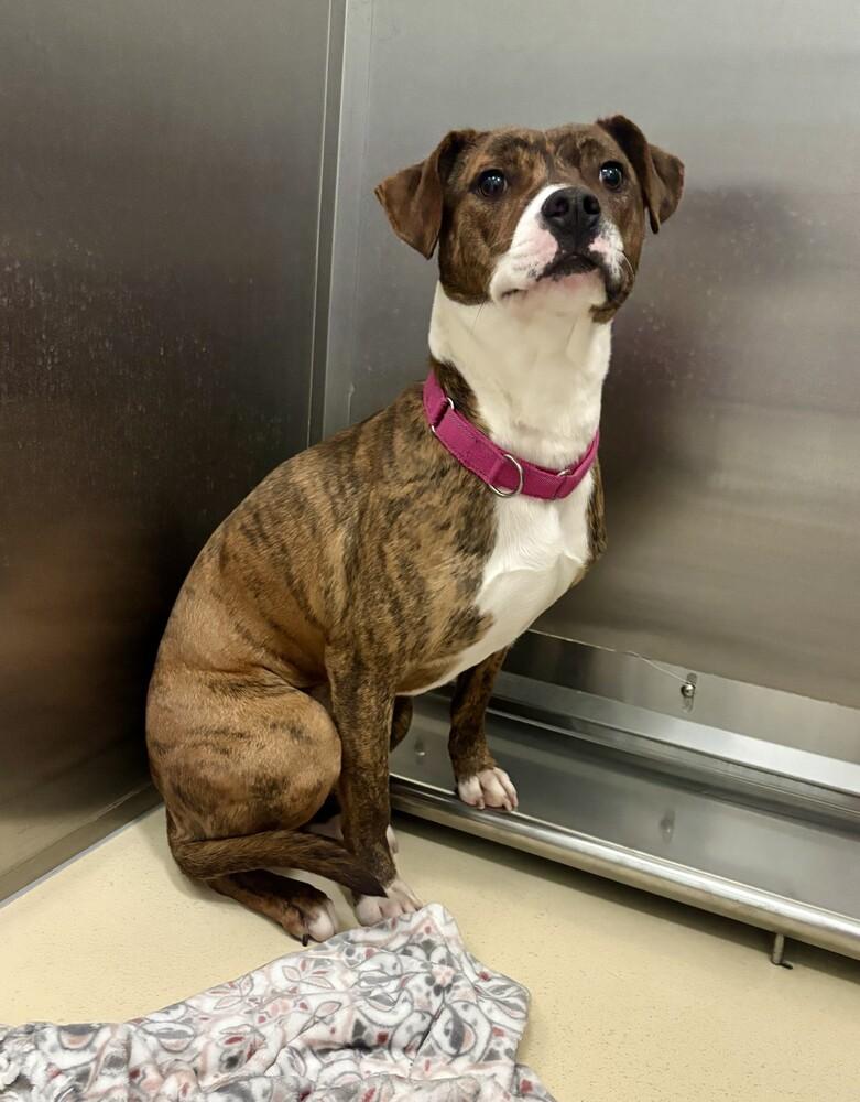 Tinsel, Adoptable, Young Female Mixed Breed.