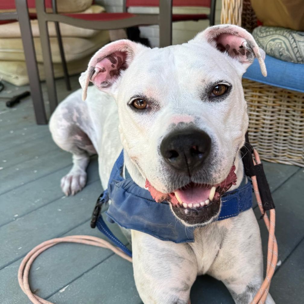 Enlarge Jackson, a Adoptable mixed breed in Cumming, GA image 9/11