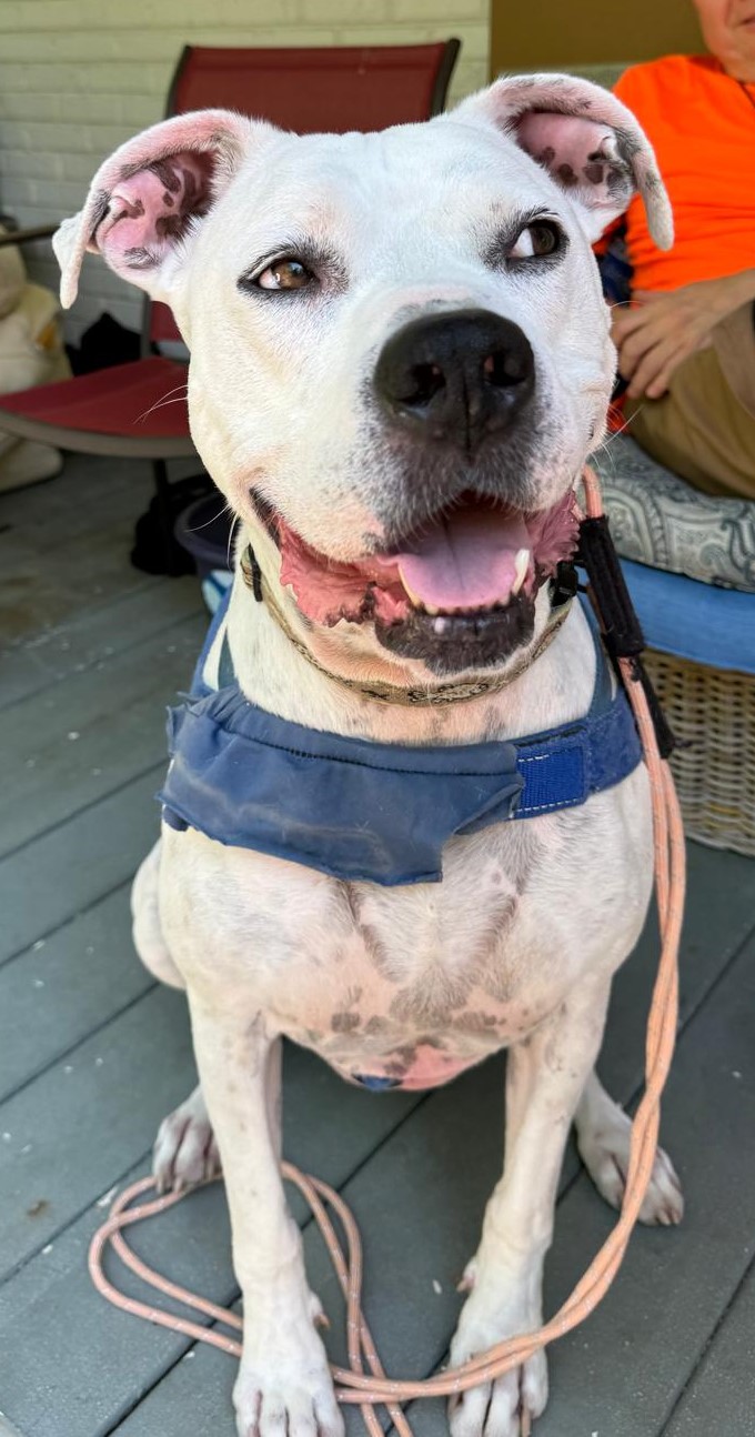 Enlarge Jackson, a Adoptable mixed breed in Cumming, GA image 8/11