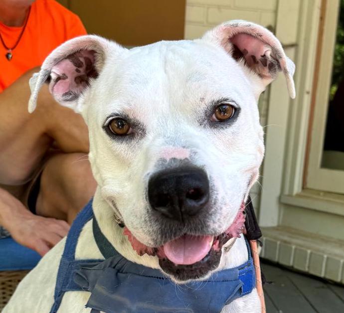 Enlarge Jackson, a Adoptable mixed breed in Cumming, GA image 1/11