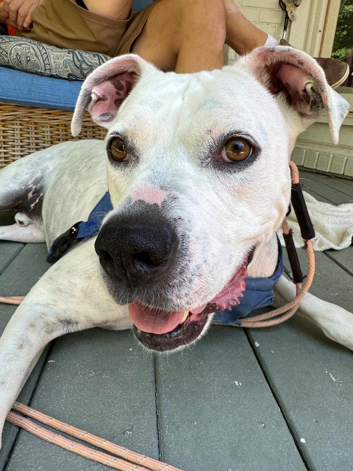 Enlarge Jackson, a Adoptable mixed breed in Cumming, GA image 10/11