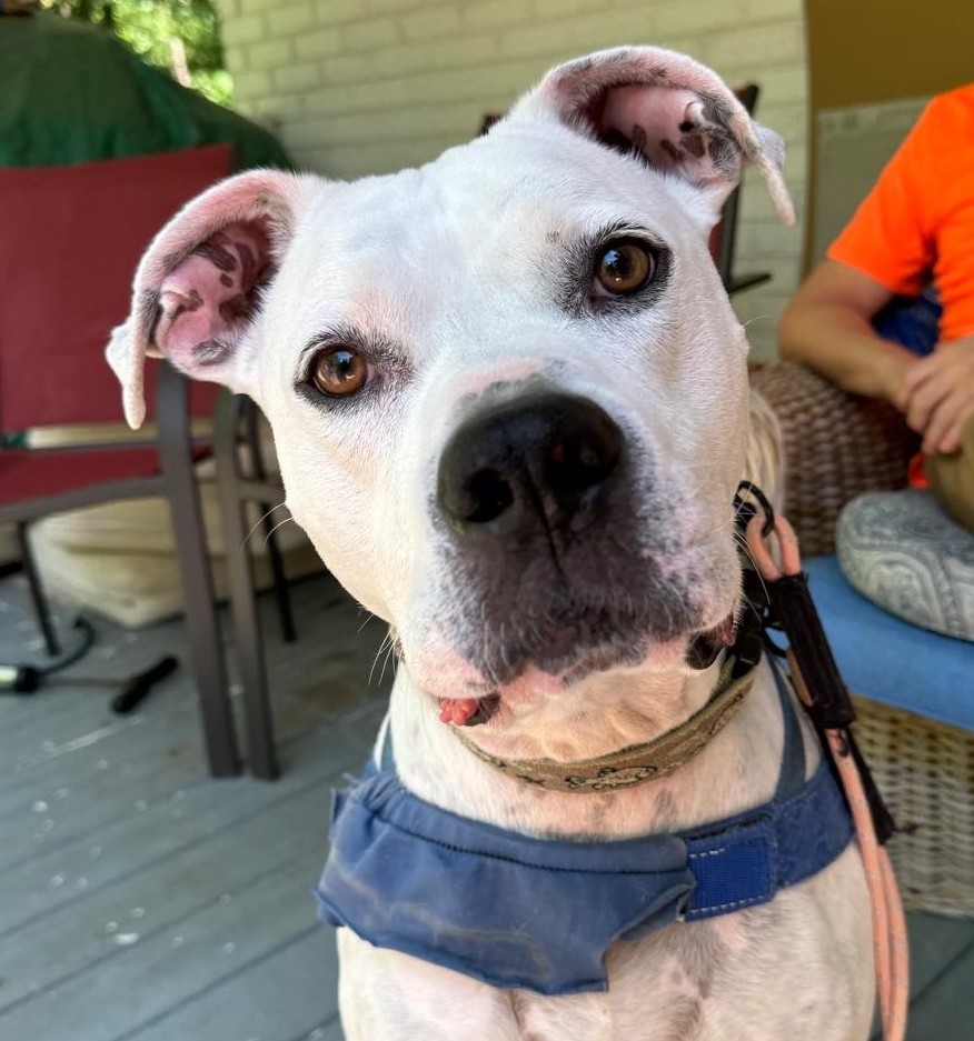 Enlarge Jackson, a Adoptable mixed breed in Cumming, GA image 11/11