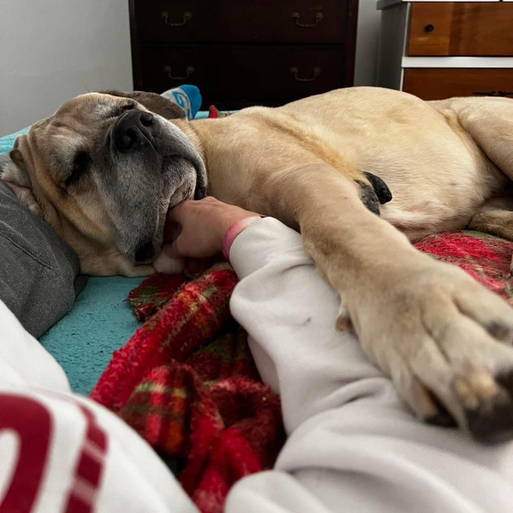 Kakui, a Adoptable Cane Corso in Crystal, MN image 1/6