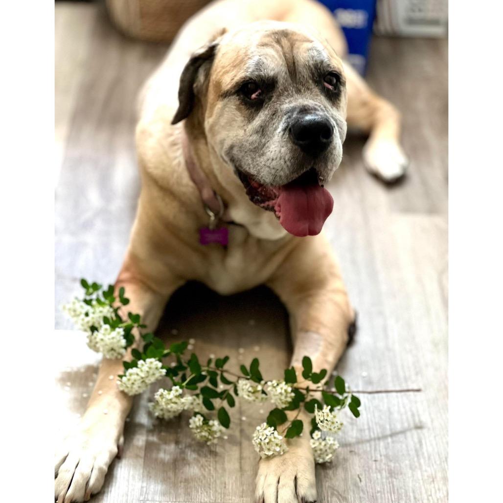 Kakui, a Adoptable Cane Corso in Crystal, MN image 2/6