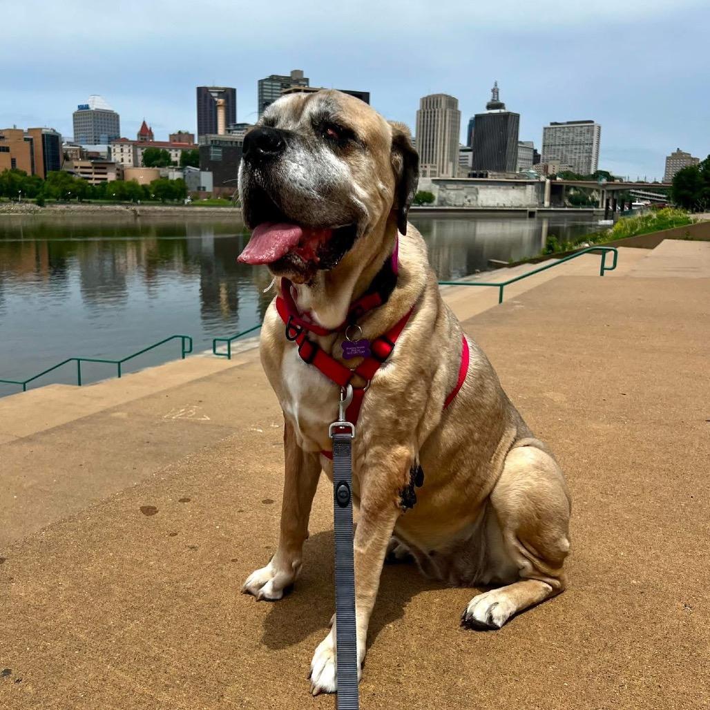 Kakui, a Adoptable Cane Corso in Crystal, MN image 3/6