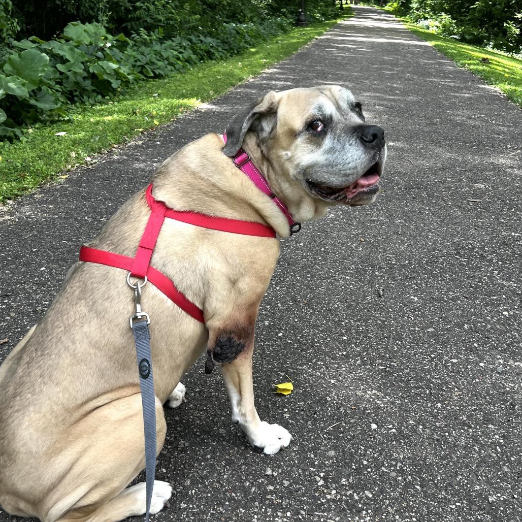 Kakui, a Adoptable Cane Corso in Crystal, MN image 3/6
