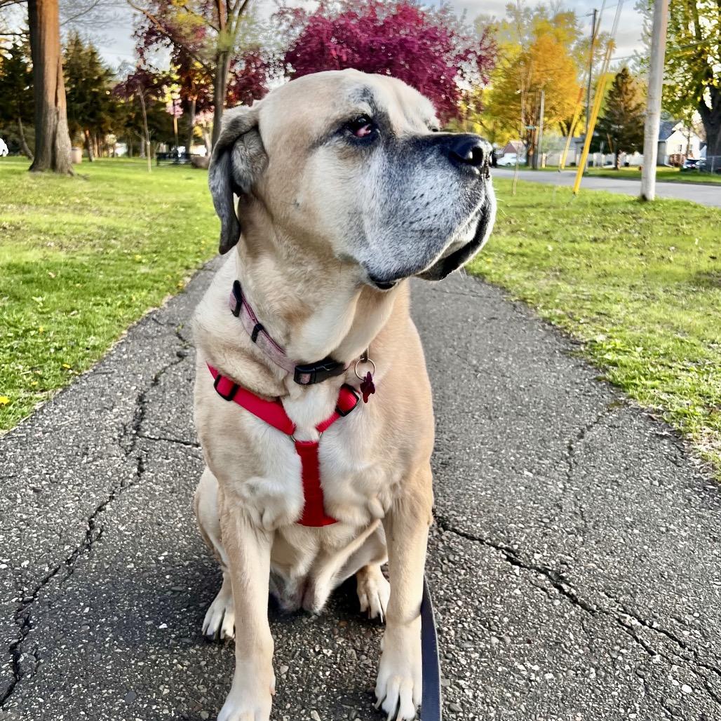 Kakui, a Adoptable Cane Corso in Crystal, MN image 4/6