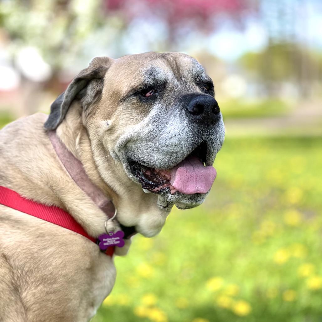 Kakui, a Adoptable Cane Corso in Crystal, MN image 4/6