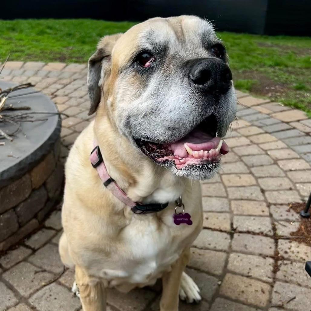 Kakui, a Adoptable Cane Corso in Crystal, MN image 5/6