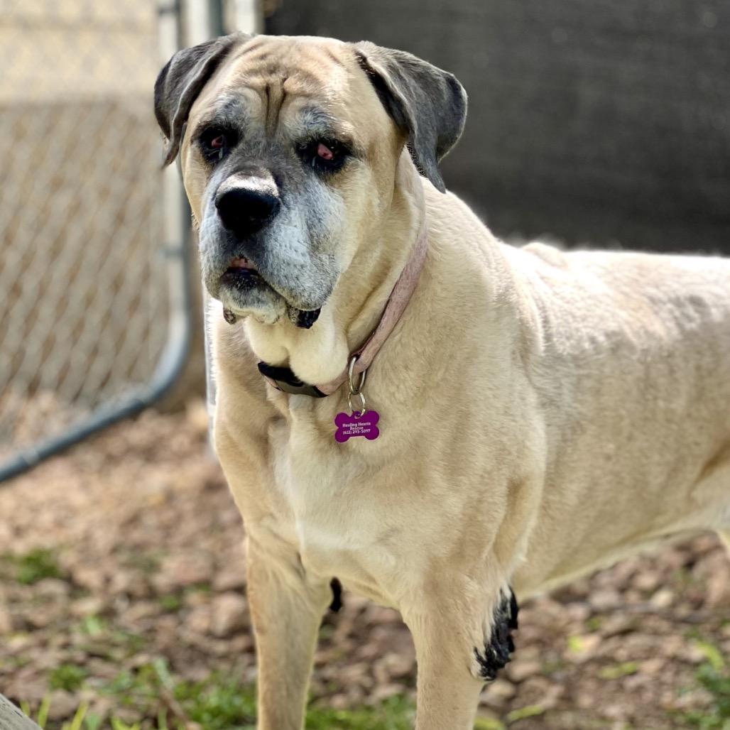 Kakui, a Adoptable Cane Corso in Crystal, MN image 6/6