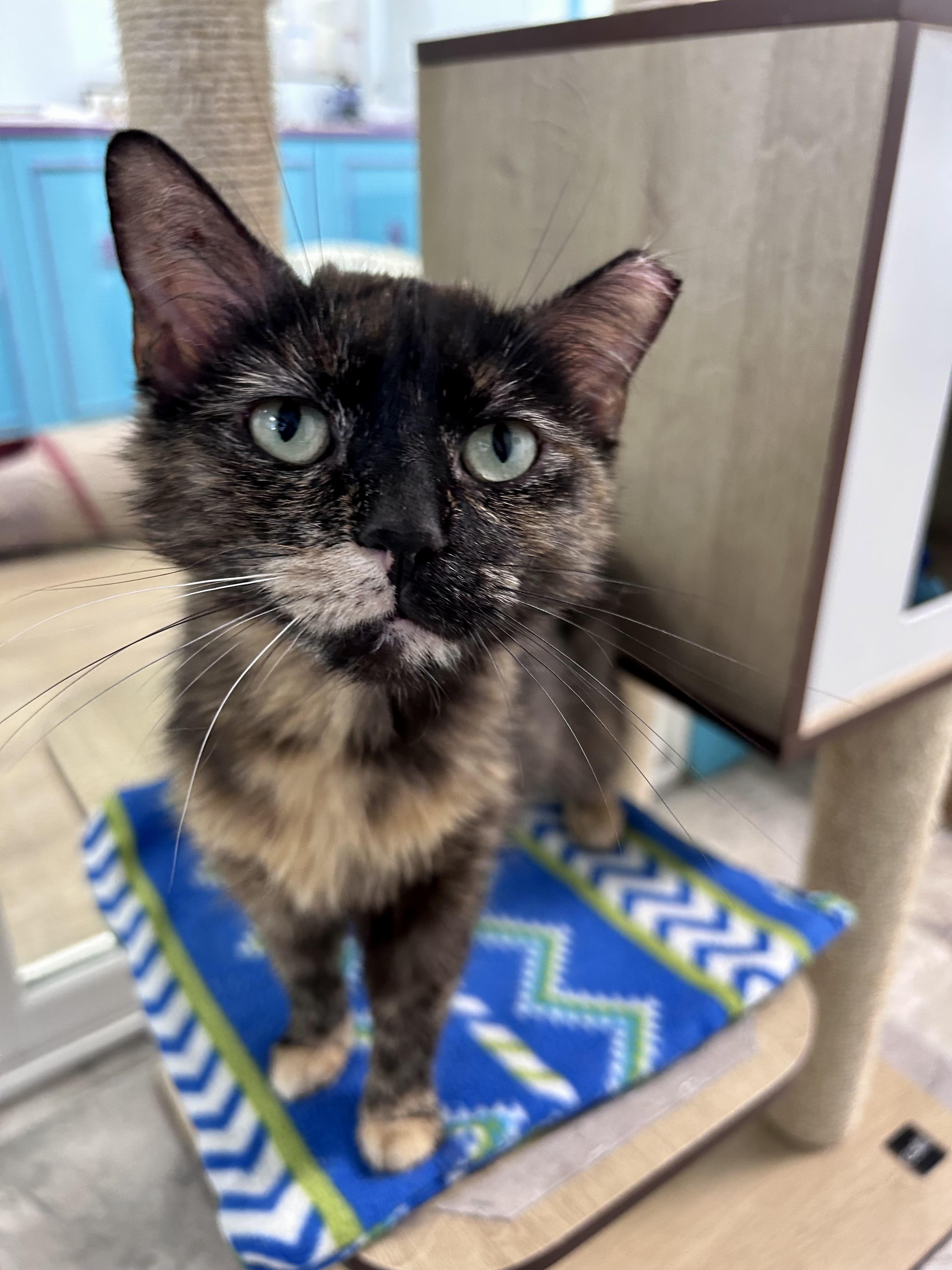 Tianna - CHOW HOUND - ADOPTION PENDING, an adoptable Tortoiseshell in Grand Rapids, MI image 4/6