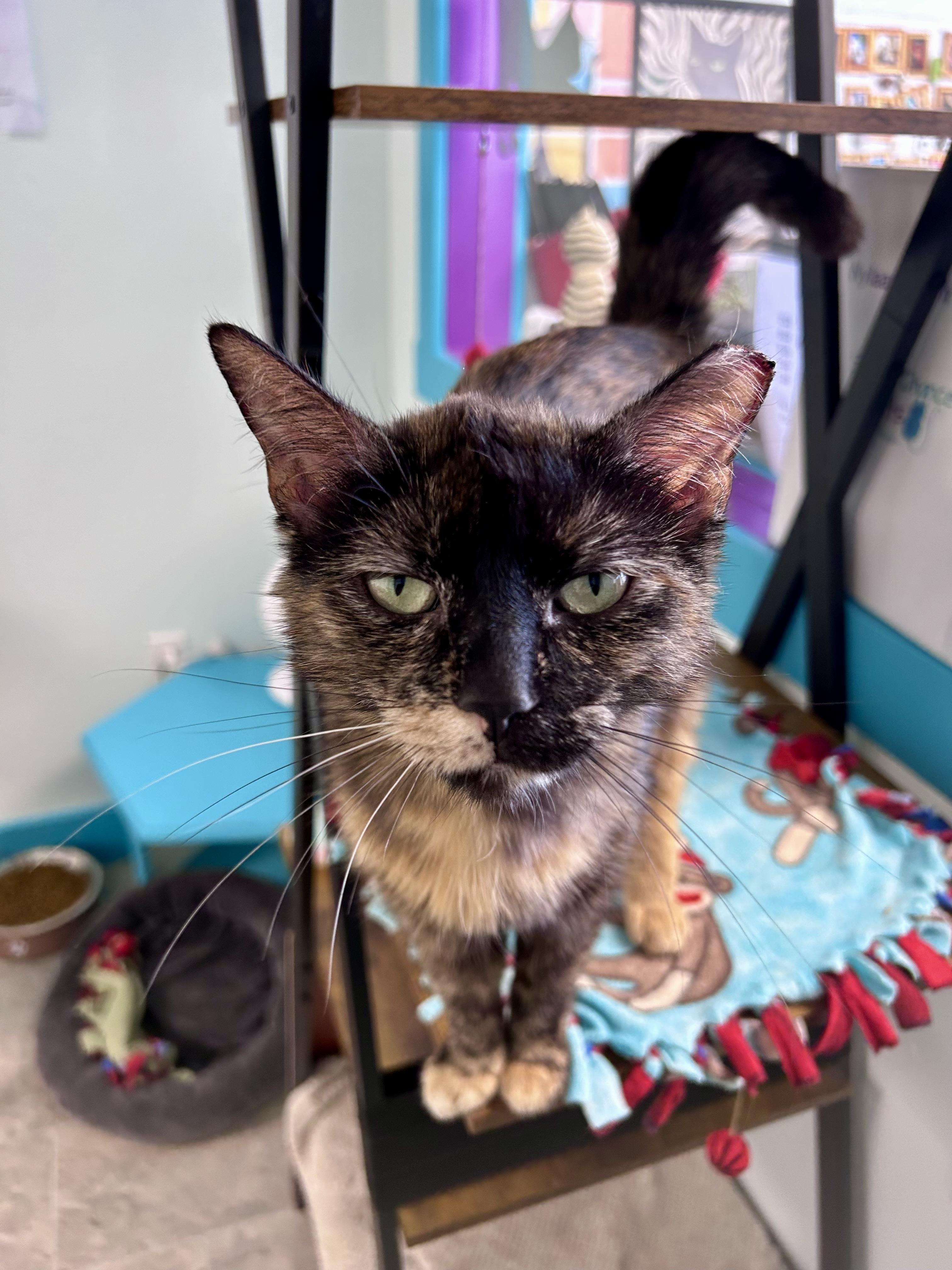 Tianna - CHOW HOUND - ADOPTION PENDING, an adoptable Tortoiseshell in Grand Rapids, MI image 3/6