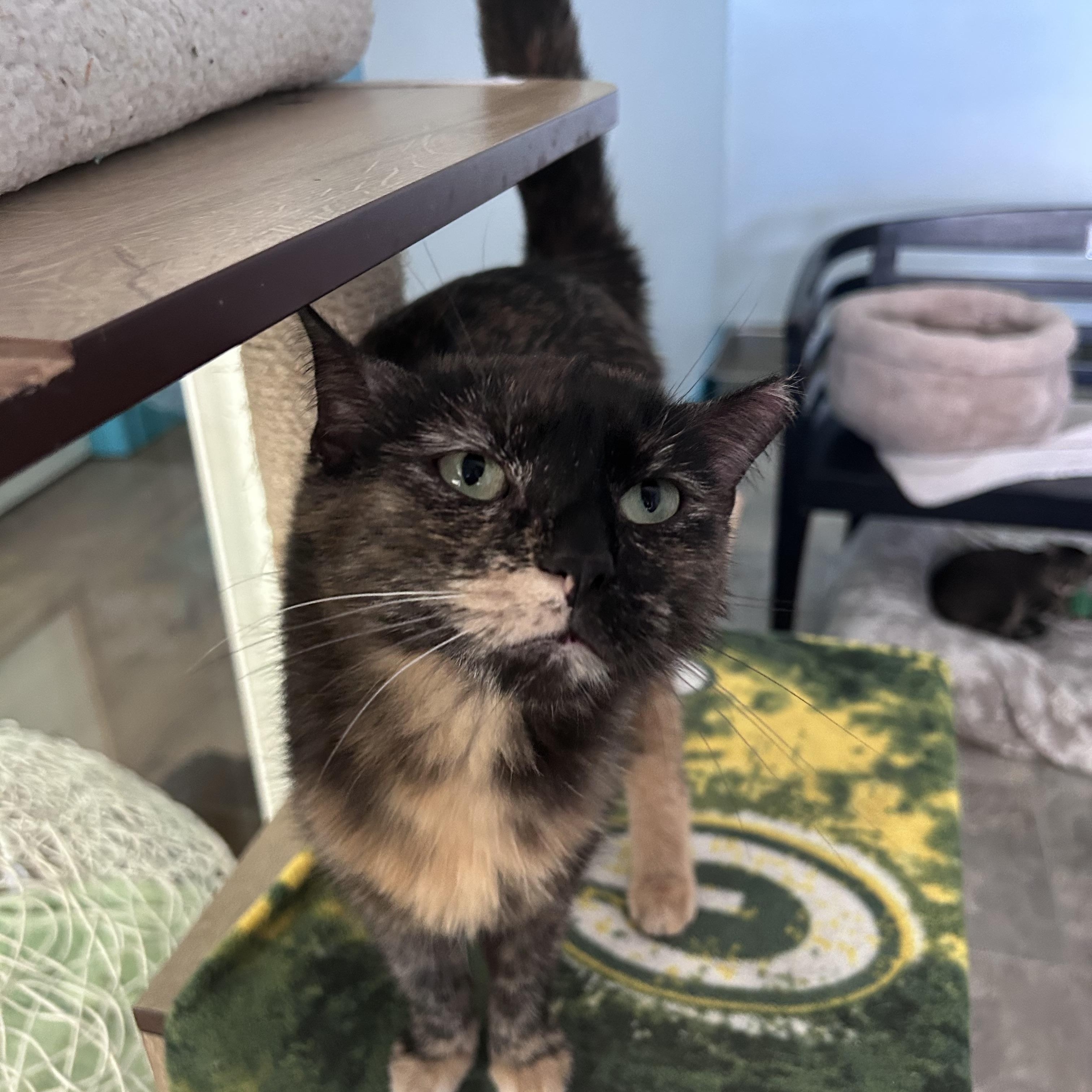 Tianna - CHOW HOUND - ADOPTION PENDING, an adoptable Tortoiseshell in Grand Rapids, MI image 6/6