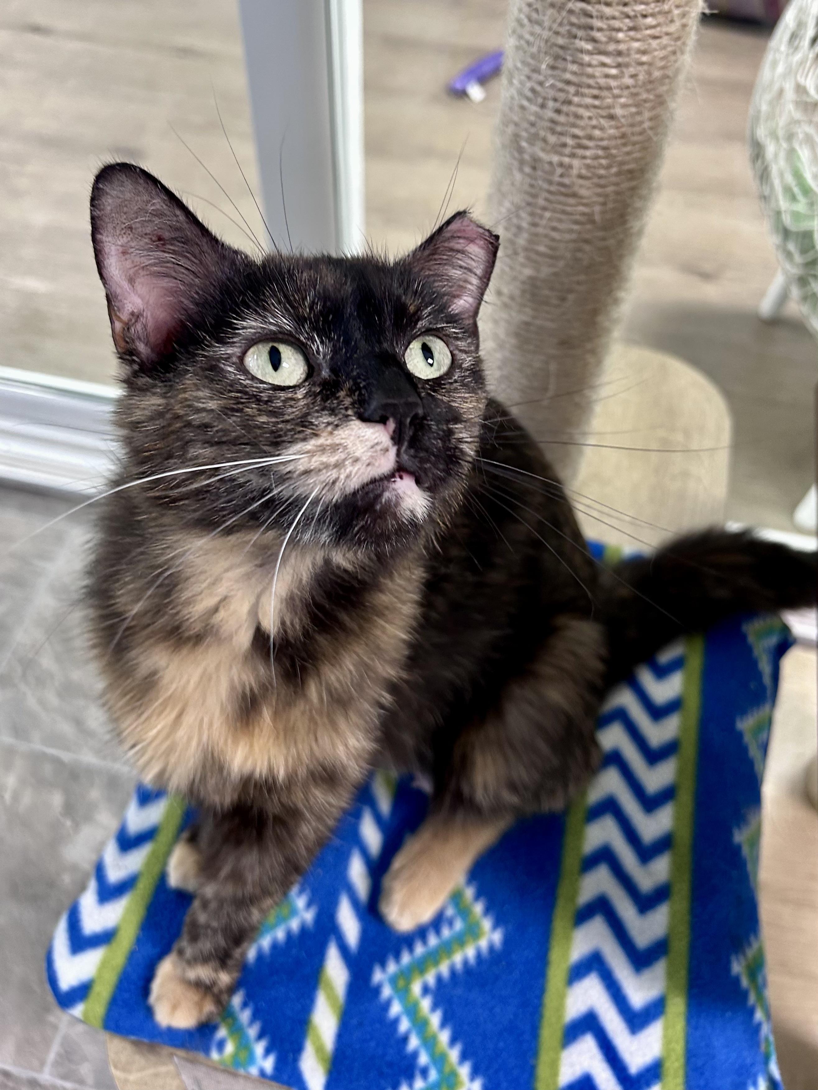 Tianna - CHOW HOUND - ADOPTION PENDING, adoptable, Young Female Tortoiseshell.