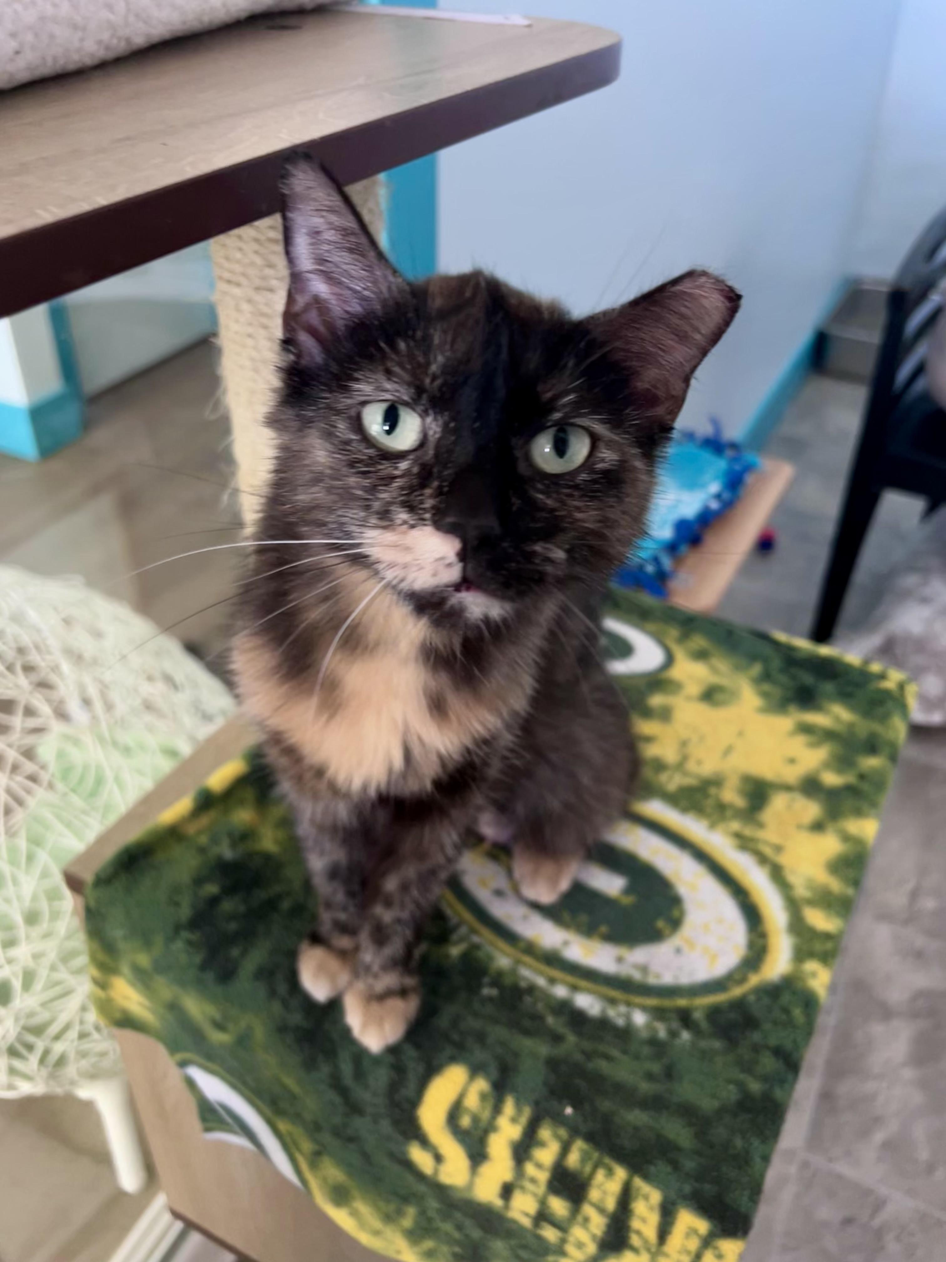 Tianna - CHOW HOUND - ADOPTION PENDING, an adoptable Tortoiseshell in Grand Rapids, MI image 2/6