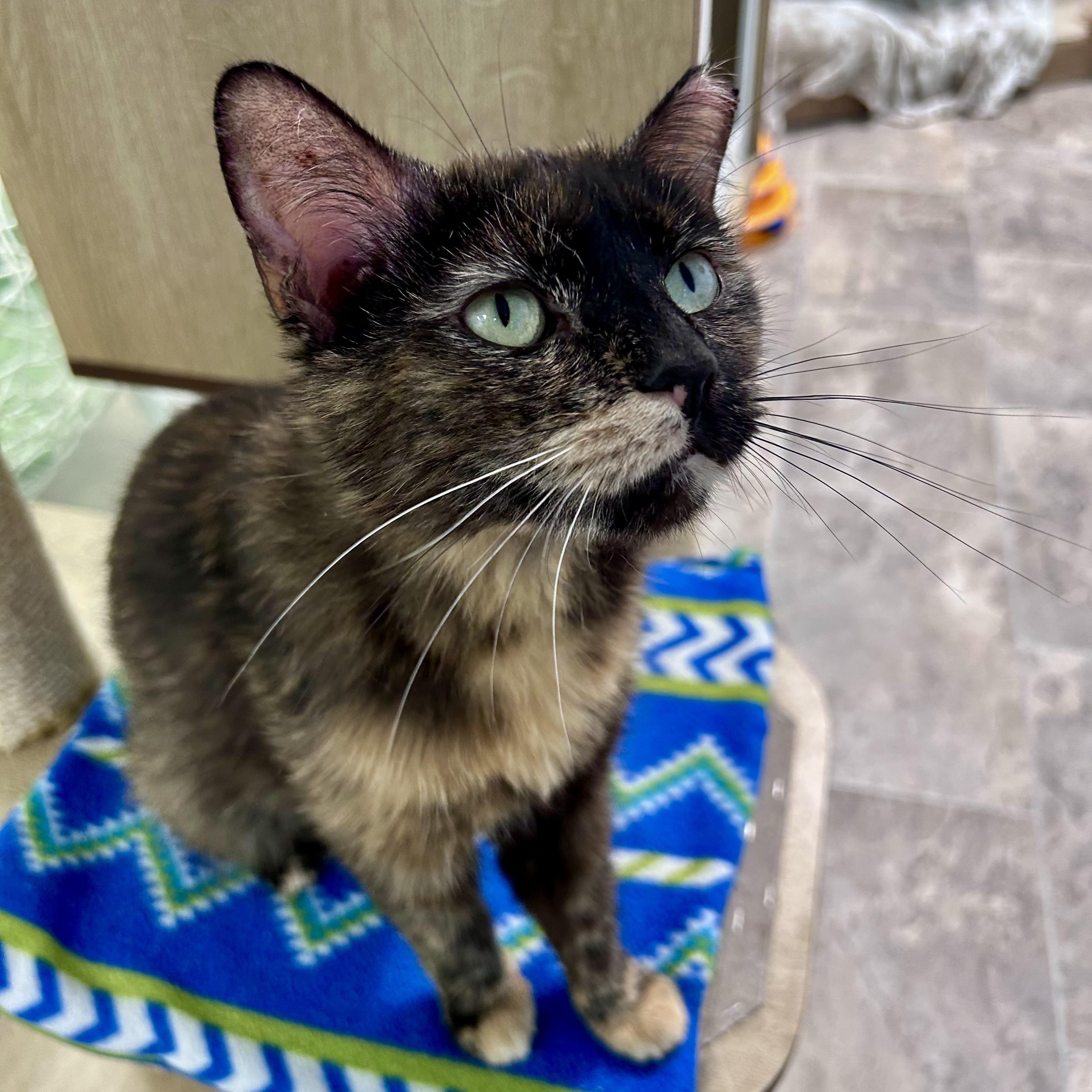 Tianna - CHOW HOUND - ADOPTION PENDING, an adoptable Tortoiseshell in Grand Rapids, MI image 5/6