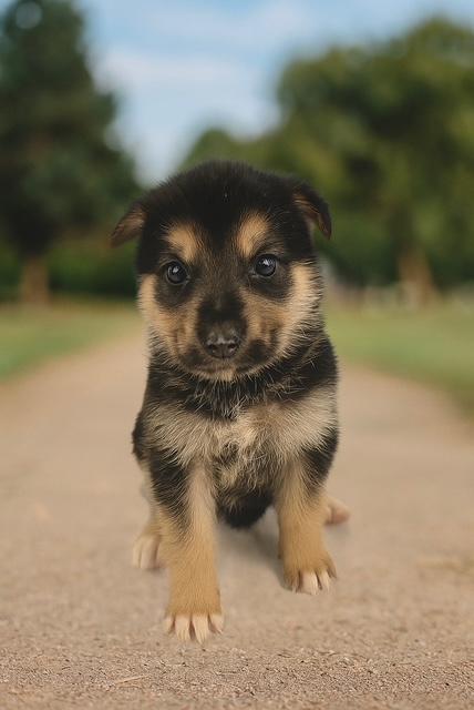Bianca, Baby Female German Shepherd Dog