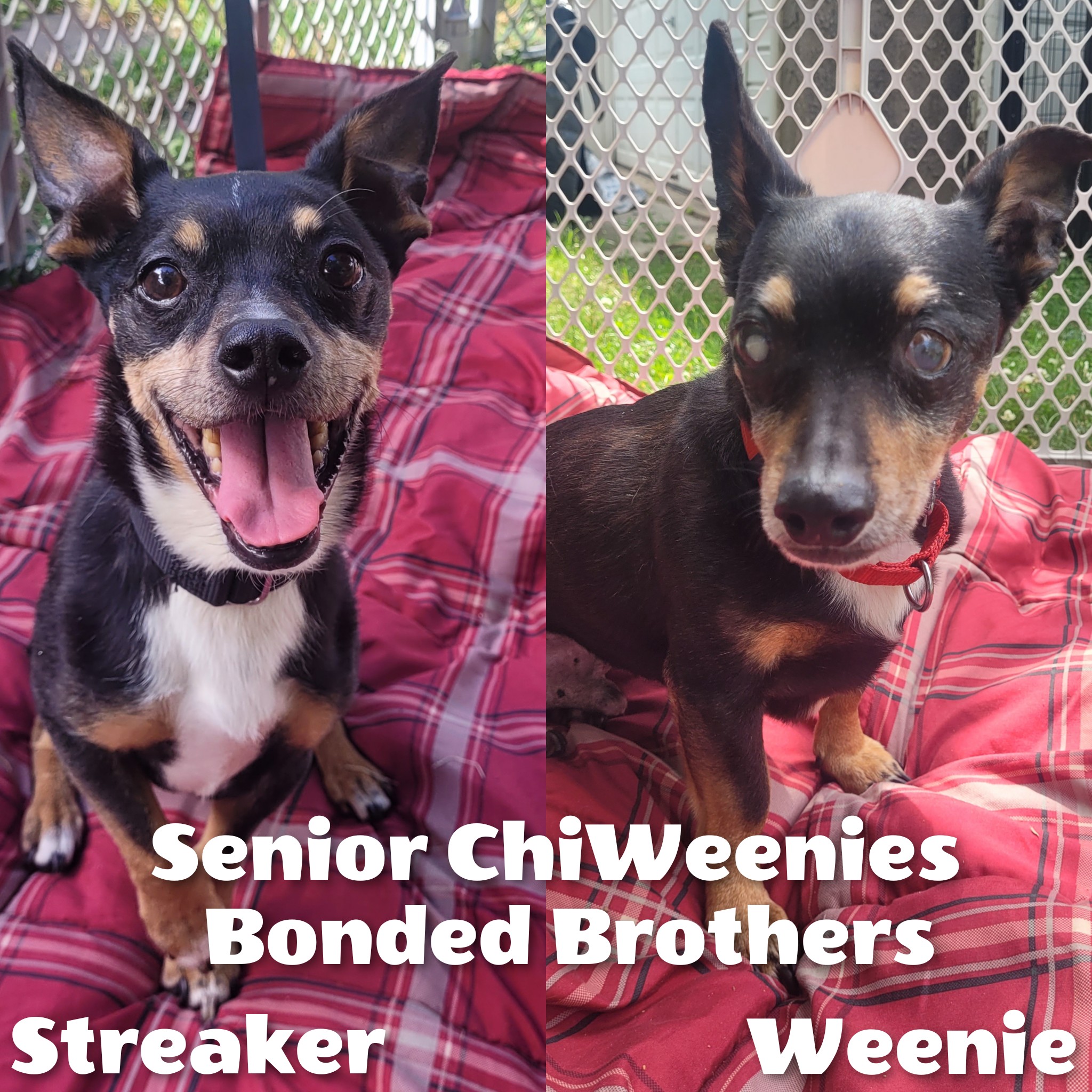 Enlarge Streaker and Weenie, a Adoptable mixed breed in Bayside, NY image 1/1
