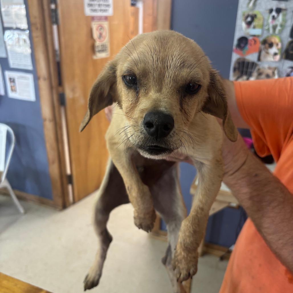Enlarge Zag, an adopted Mixed Breed in Sylvania, GA image 1/1