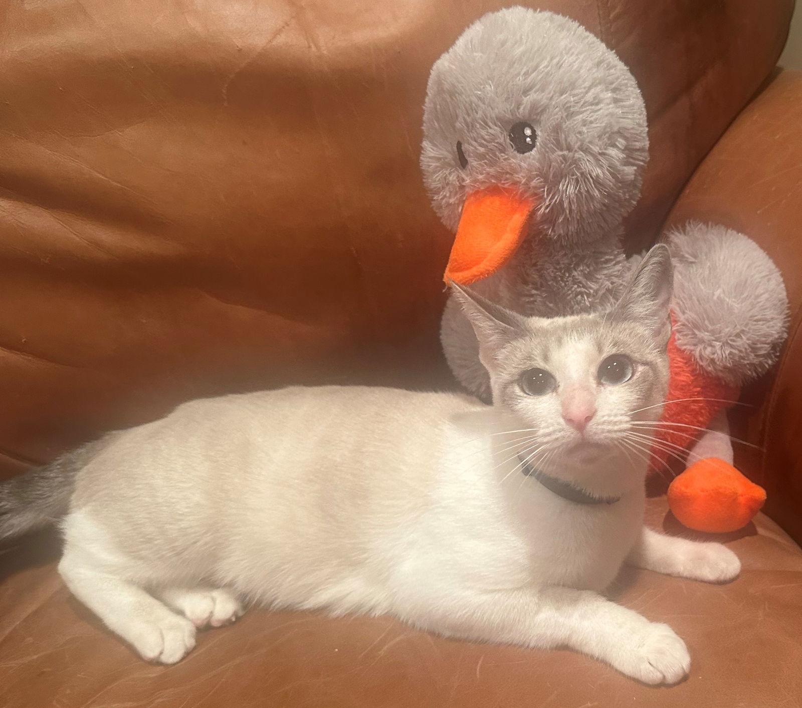 Suzette, Adoptable, Young Female Domestic Short Hair & Turkish Van.